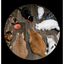 9CATS price logo