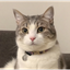 ________________________________________________CAT price logo