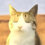 ____________________________________________CAT price logo