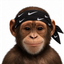 ____________________________________APE price logo