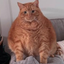 ____________________________________CAT price logo