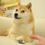 ____________________________________DOGE price logo