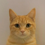 __________________________________CAT price logo