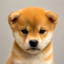 __________________________________DOG price logo