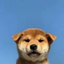 _______________________________INU price logo