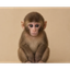 _____________________________APE price logo
