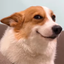 _________________________DOG price logo