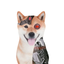 _______________________AI price logo