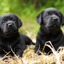 ______________________DOG price logo