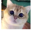 __________________NEKO price logo