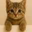 ____________NEKO price logo