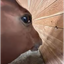 ___________HORSE price logo