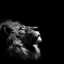 __________LION price logo