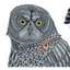 _______OWL price logo