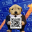 _______SD price logo