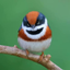 _______TIT price logo