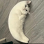 ______MOONCAT price logo