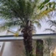 ______PALM price logo