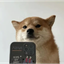 _____SDOG price logo