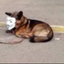 ____ADOG price logo