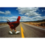 ____CHICKEN price logo