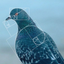____PIGEON price logo