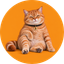 ____SATS price logo