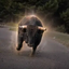 ___BISON price logo