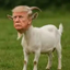 ___GOTUS price logo