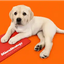 ___HANK price logo