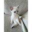 ___MIMI price logo
