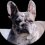 __ELLA price logo