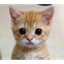 __GATO price logo