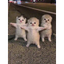 __KITTENS price logo