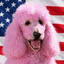 __PINKY price logo