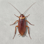 _COCKROACH price logo