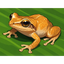 _COQUI price logo