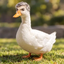 _DUCKENMILLER price logo