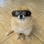 Logo Kori The Pom