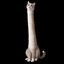 _LONGCAT price logo