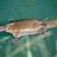 _PLATYPUS price logo