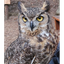_SOWL price logo