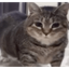 ARCCAT price logo