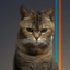 BEANCAT price logo