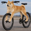 BIKEDOGE price logo