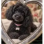 BONNIE price logo