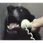 CALLDOG price logo