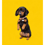 CALLIE price logo