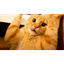 CATEXE price logo