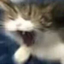 CATMEM price logo